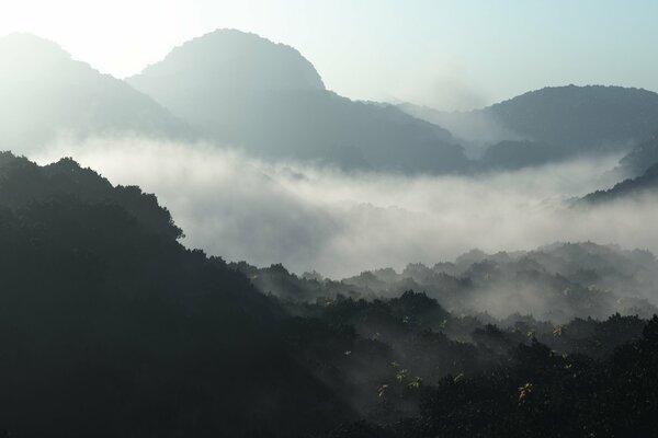 Gęsta mgła nad lasami o świcie
