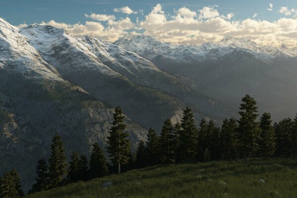 Landscape of tall trees against the background of snow-capped peaks of the forest