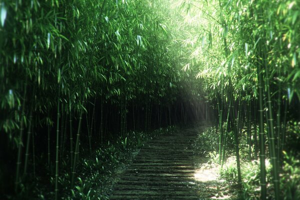 The road is surrounded by bamboo, lined up with a dense wall