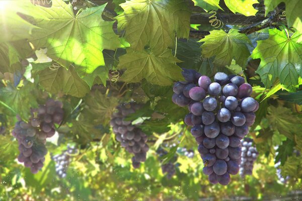 Racimos de uvas iluminadas por el sol