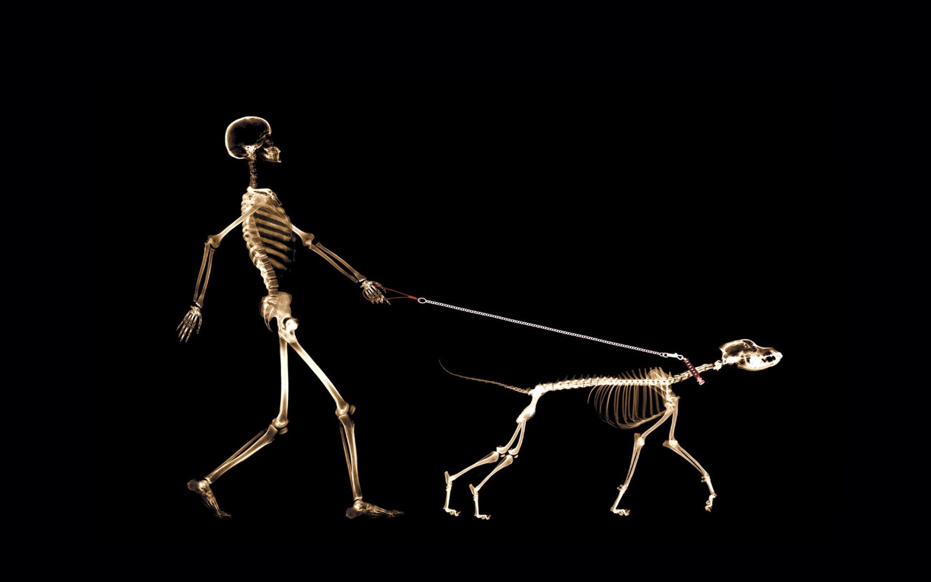 x-rays man dog leash