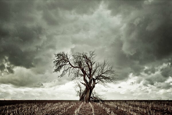 Dry grass and a single tree against the background of clouds