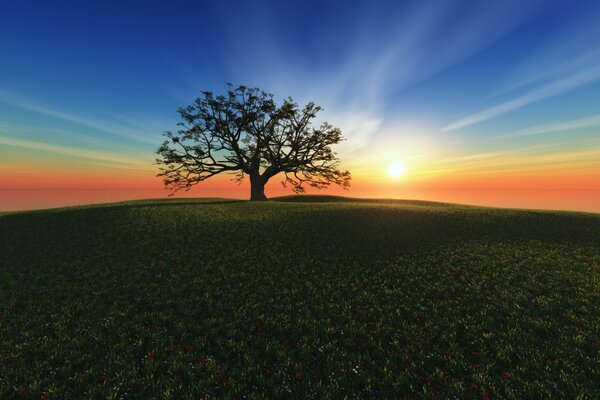 A lonely tree at sunset in a field