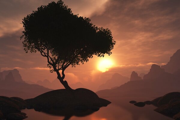 Baum auf der Insel am Abend bei Sonnenuntergang