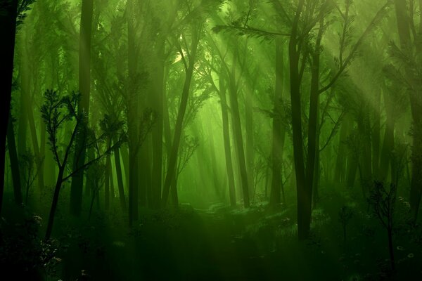 Image verte. Feu vert dans la forêt