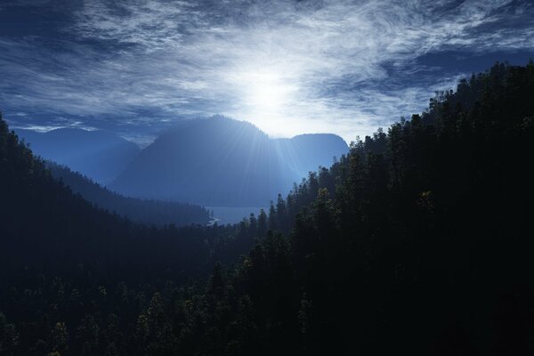 Forêt et dim soleil dans le ciel