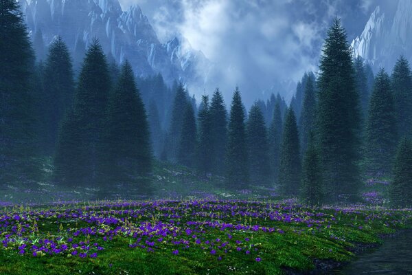 Fleur de la clairière, sur fond de sapins