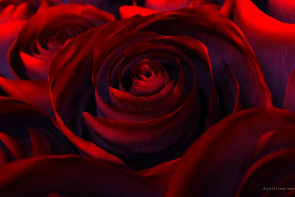 Muchas rosas rojas