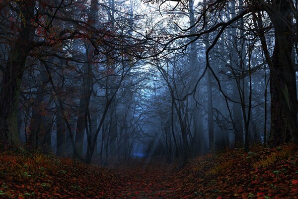 Nocny las piękna jesień
