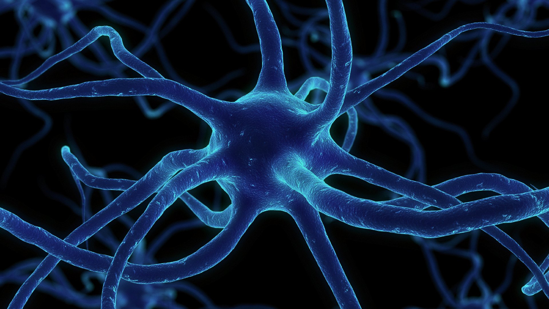 neuron synapses network