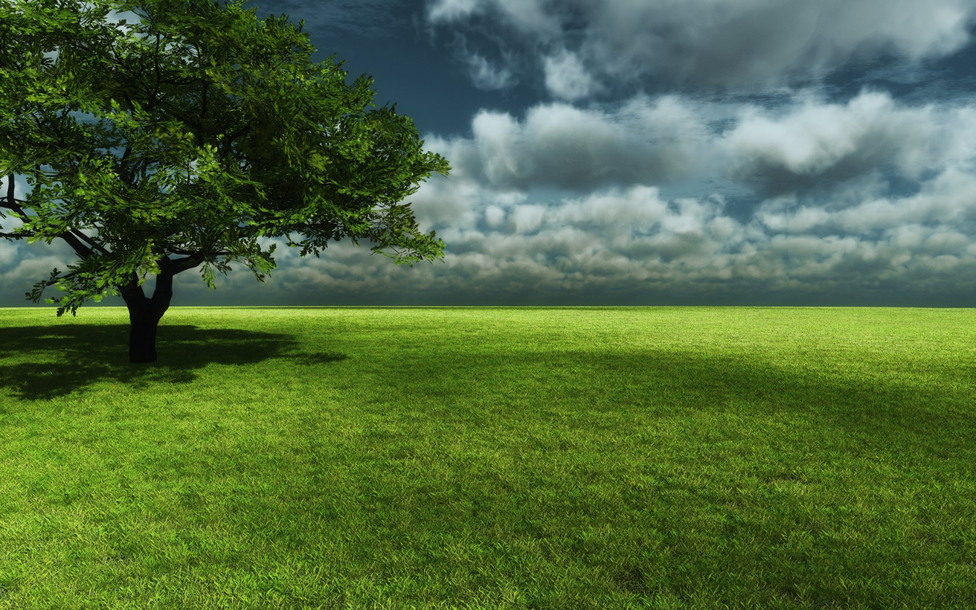 baum gras feld himmel