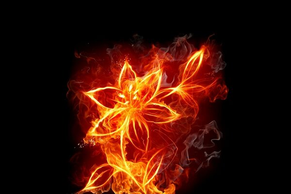 A fiery flower emits light in the dark