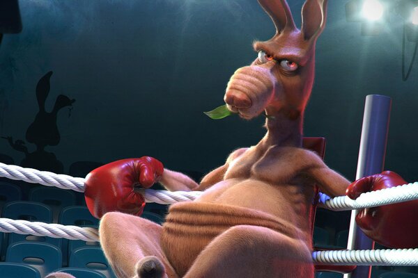 Kangaroo boxer in the ring