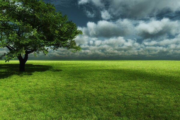 Cloudy weather in a green field with a tree