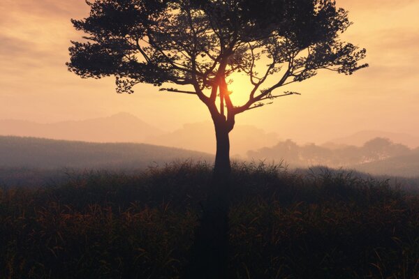 Drzewo na tle słonecznego zachodu Słońca