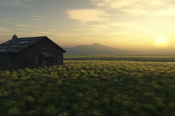 Hermoso florecimiento en el campo verde