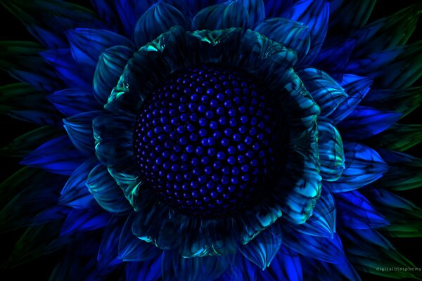 Blue flower graphics