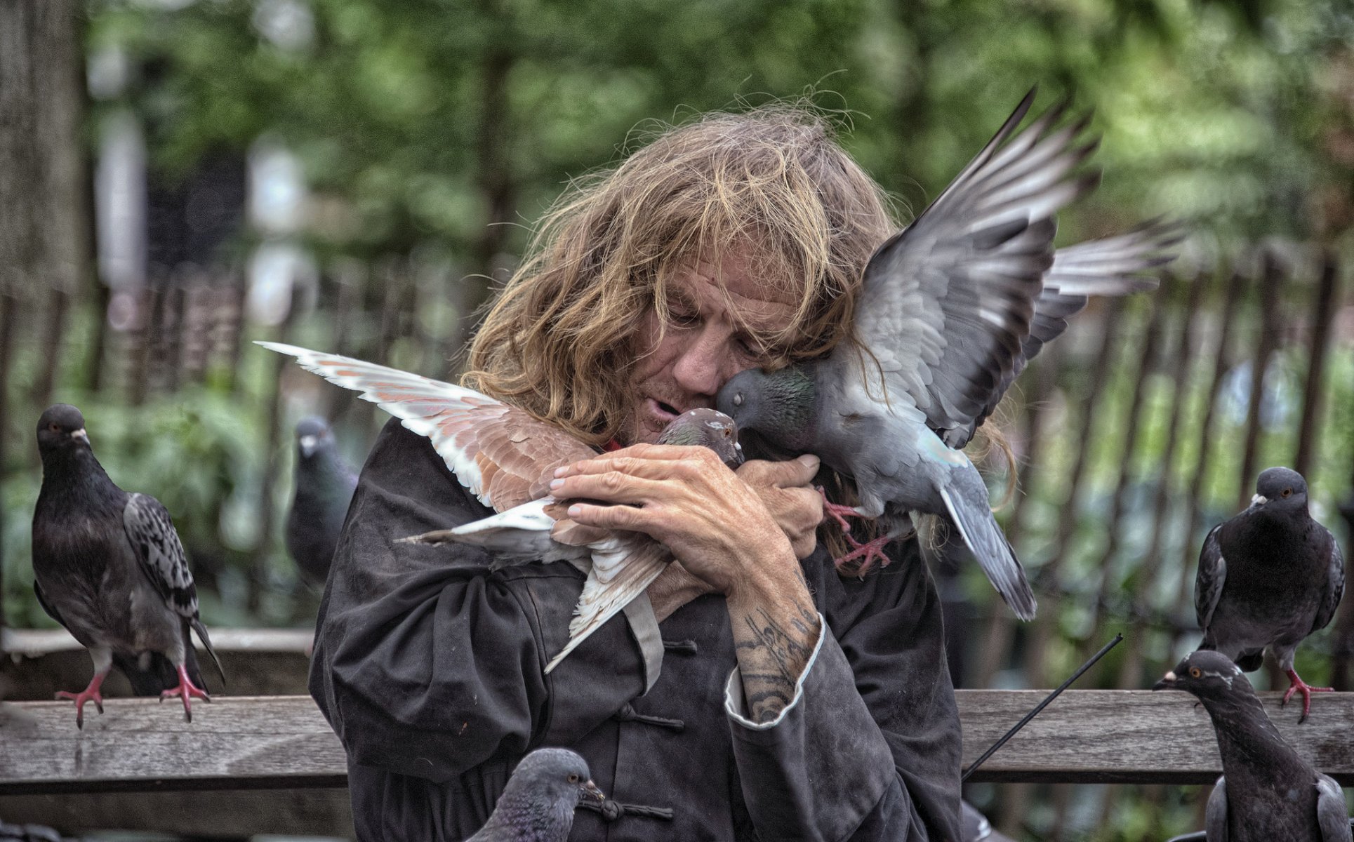 new-york sans-abri les pigeons les oiseaux l amour