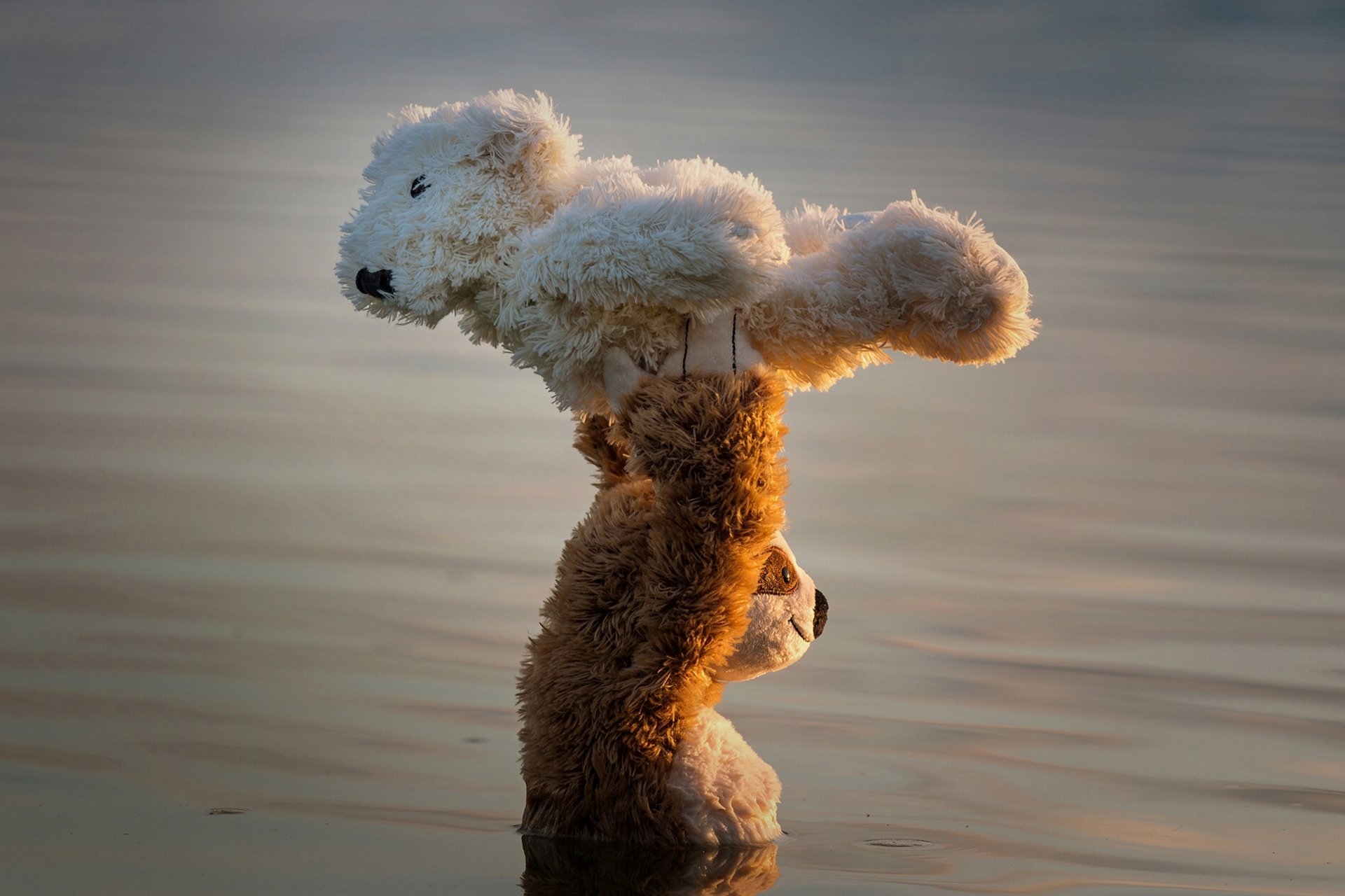 dirty dancing teddybären bären tanz unterstützung wasser situation