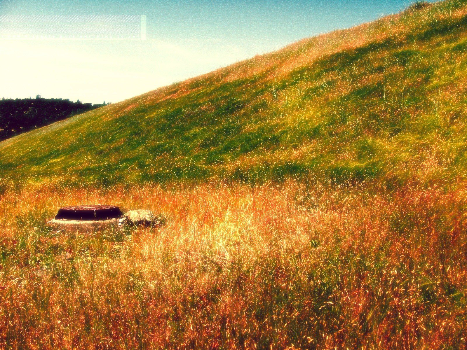 nature paysage paysage herbe jaune vert d herbe automne rouillé couvercle de la trappe les couleurs vives le style