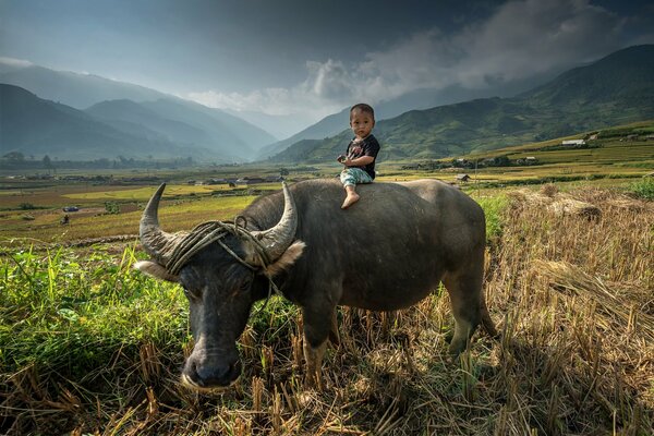 Azjatyckie dziecko jazda na byku