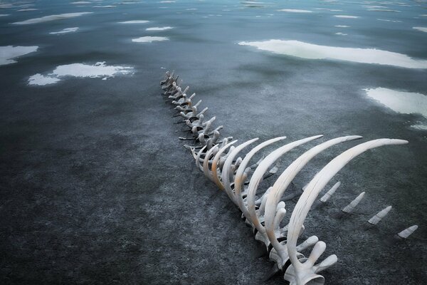 The spine and ribs of an unknown giant animal