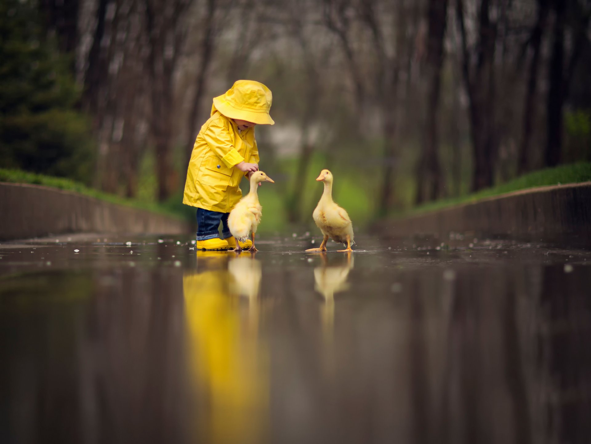 un manteau jaune les oiseaux les гусята la réflexion