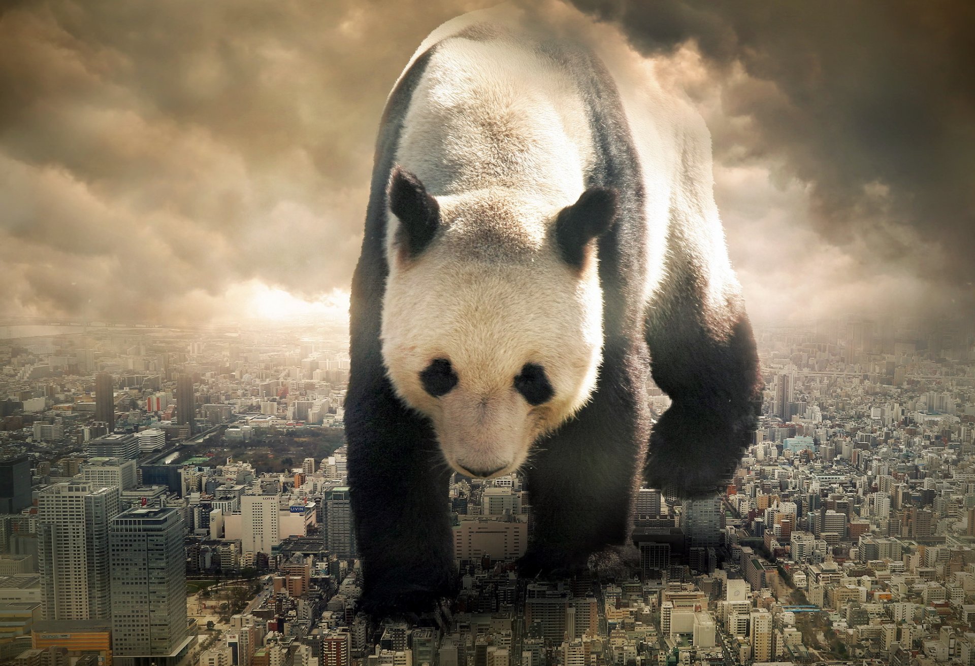 panda città situazione