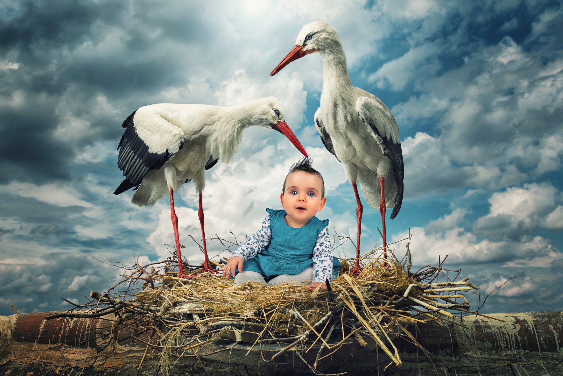 les oiseaux les cigognes