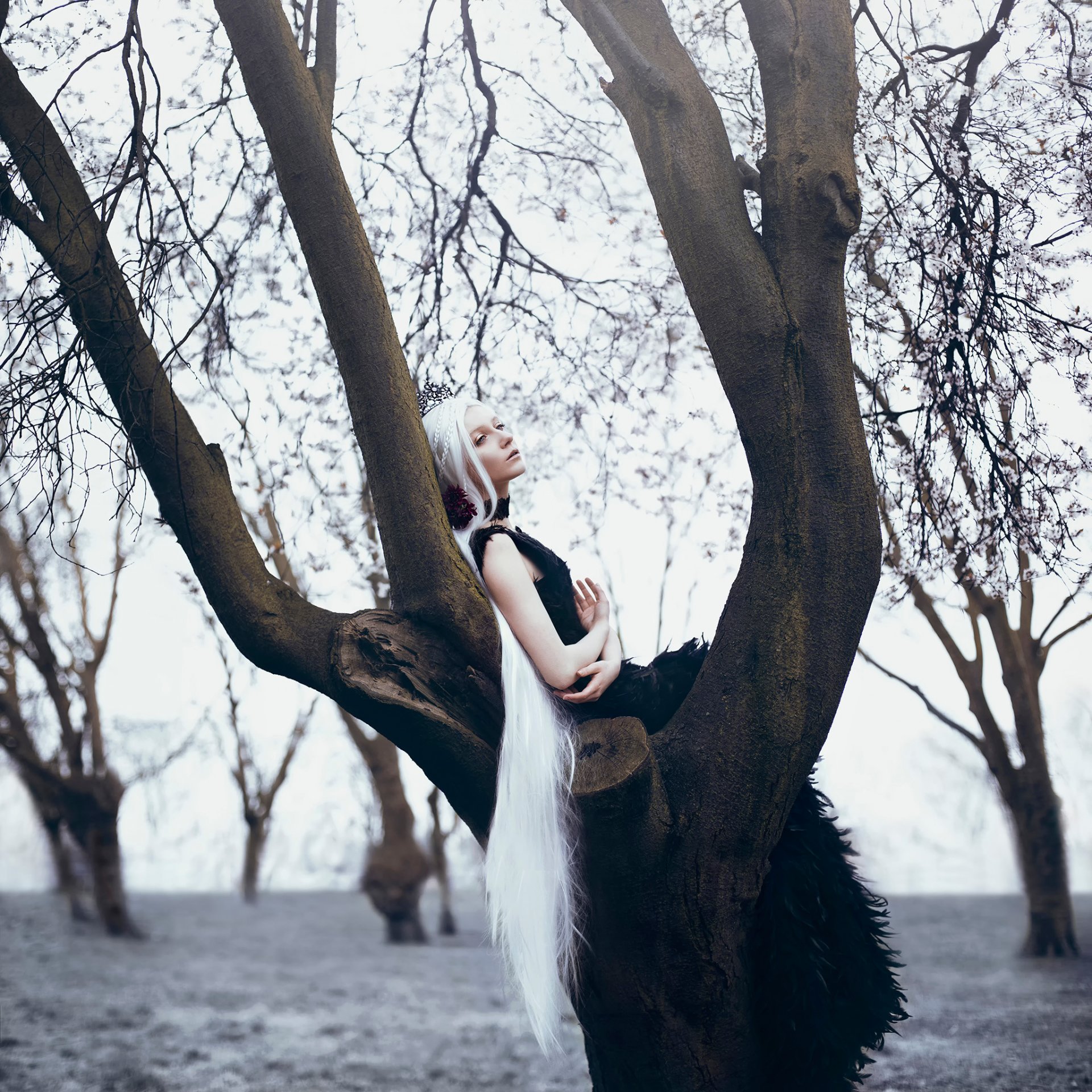 bella kotak chica largo pelo blanco árbol