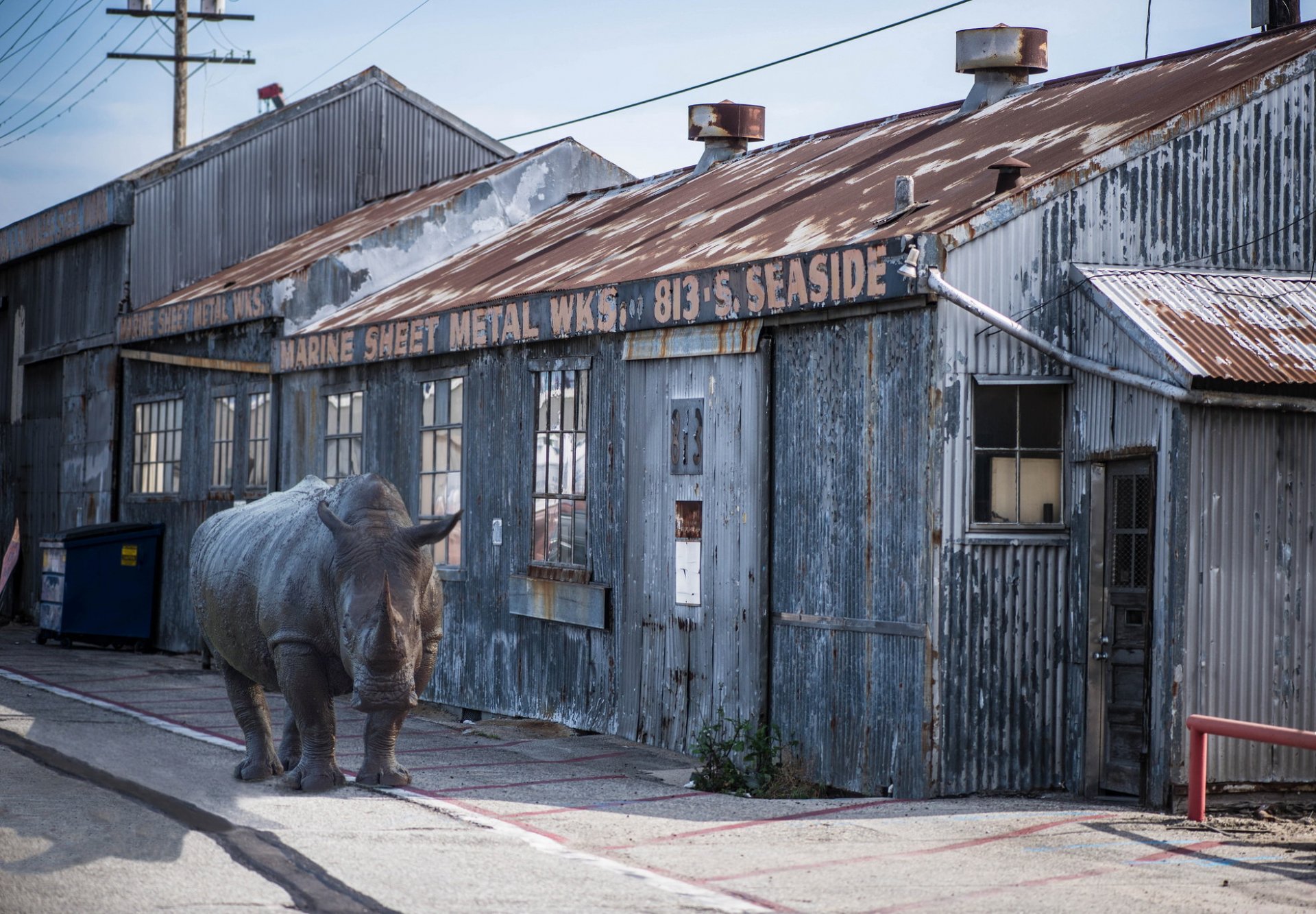 stadt straße nashorn situation