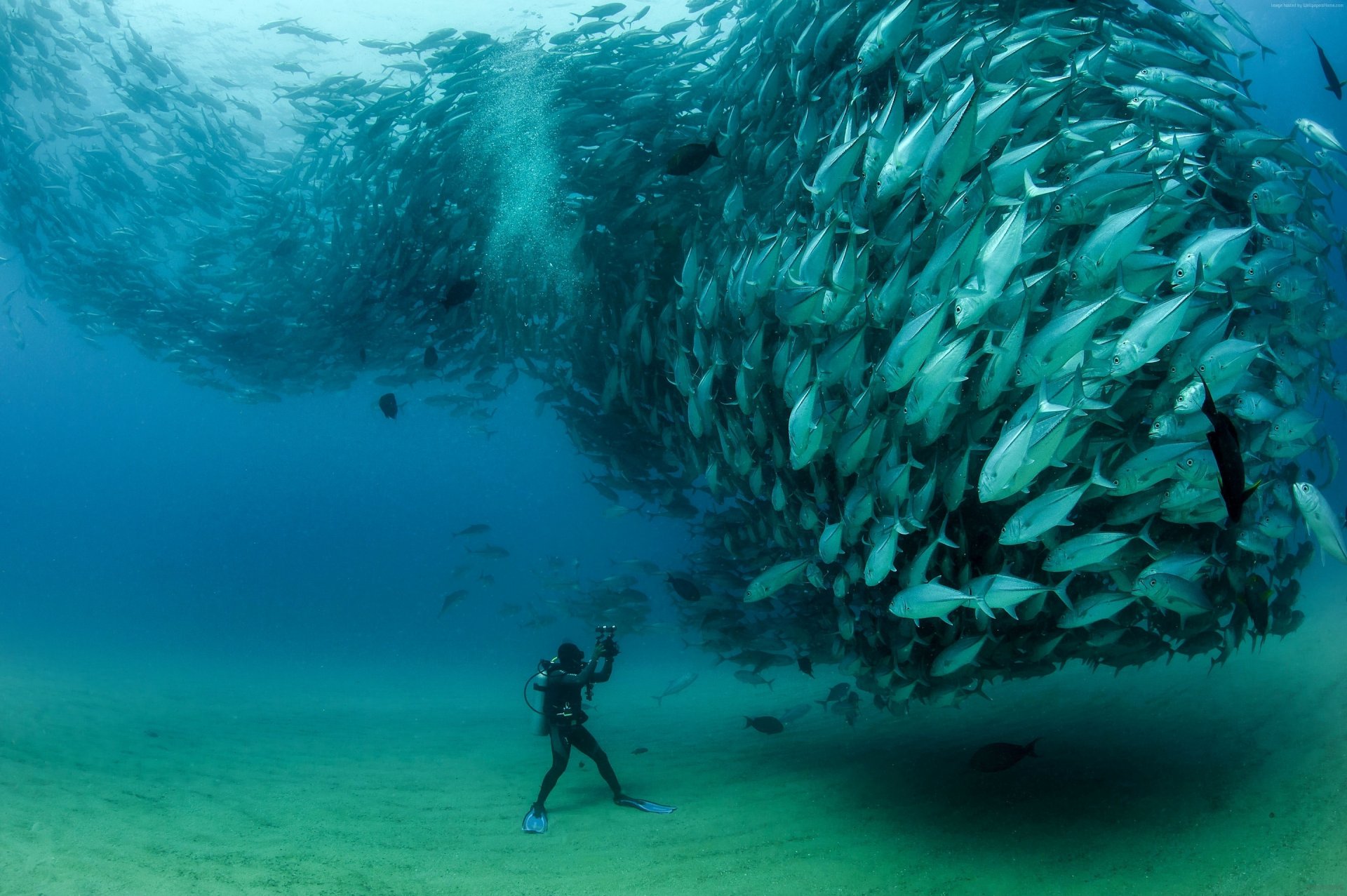 peces porro bandada buceador bajo el agua