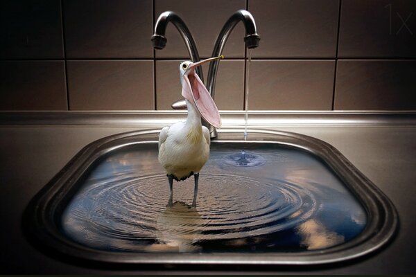 Uccello Pellicano in piedi in un lavandino d acqua