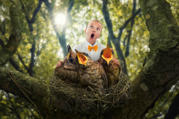 Niño con polluelos en un árbol alto en un nido