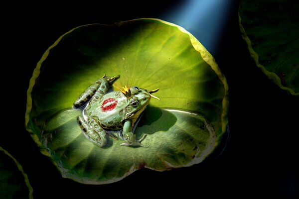 Frog princess with a crown on a lily