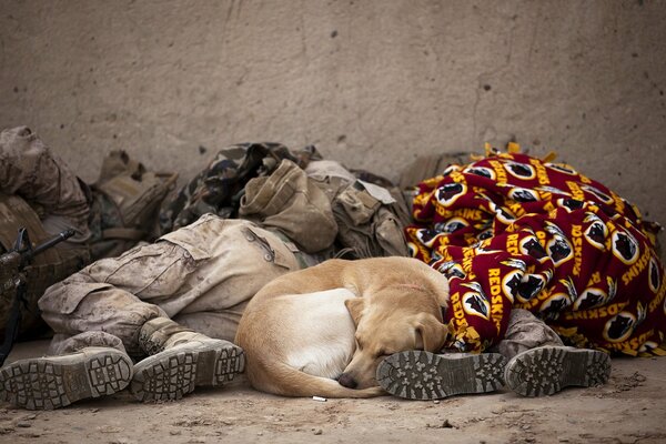 Soldiers sleep dog is the best friend of a man he also sleeps