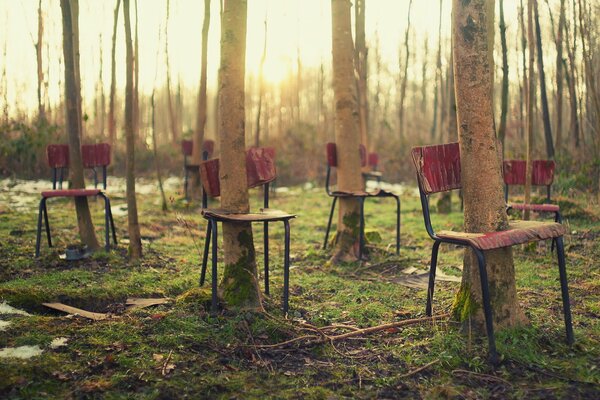 Krzesła w lesie, z których wyrastają drzewa na wskroś