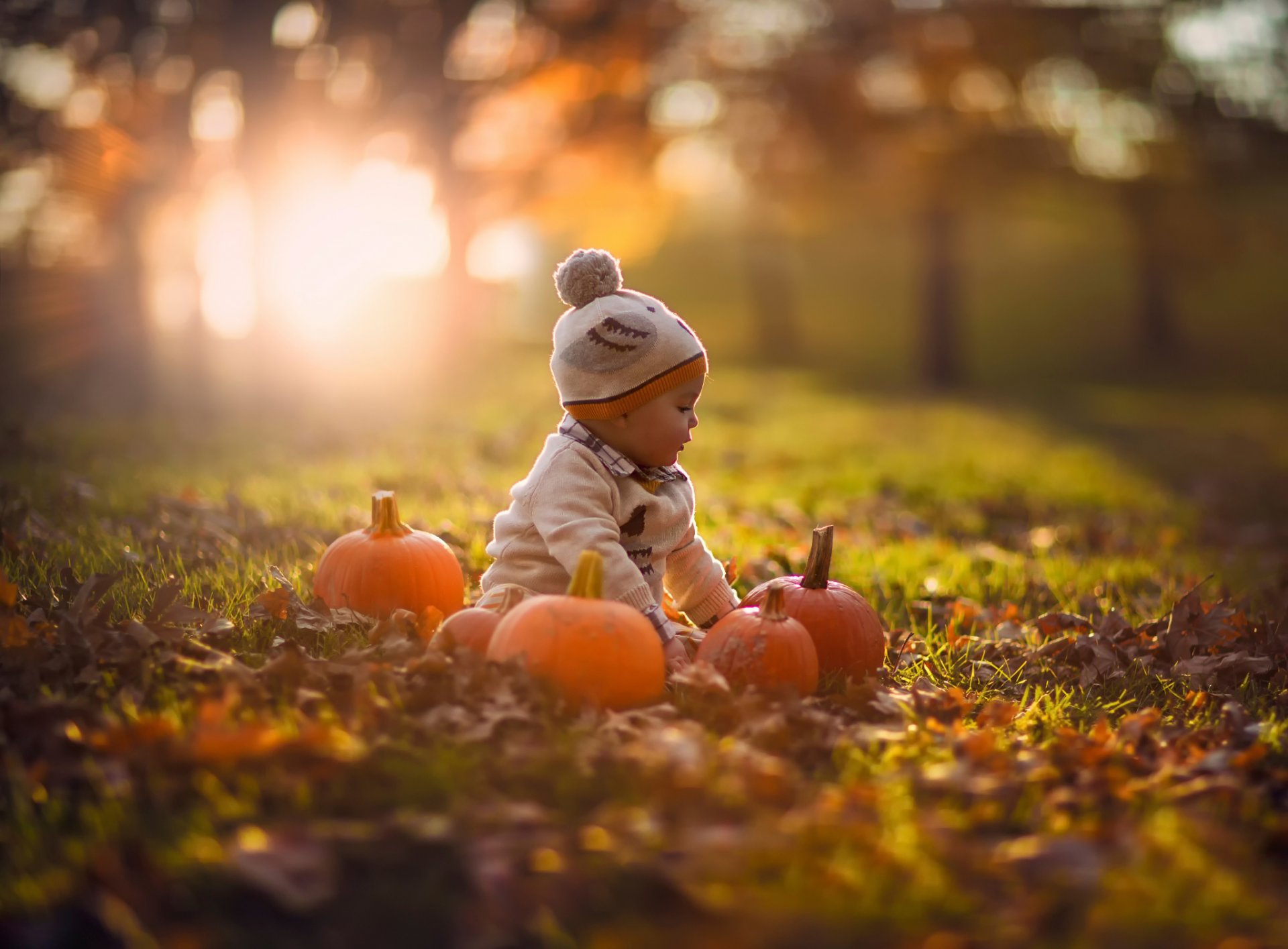 autunno zucche natura bokeh