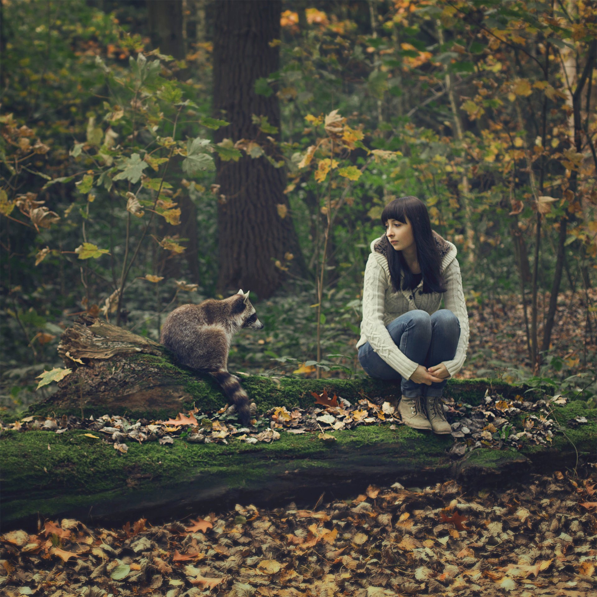 firma waschbär mädchen wald