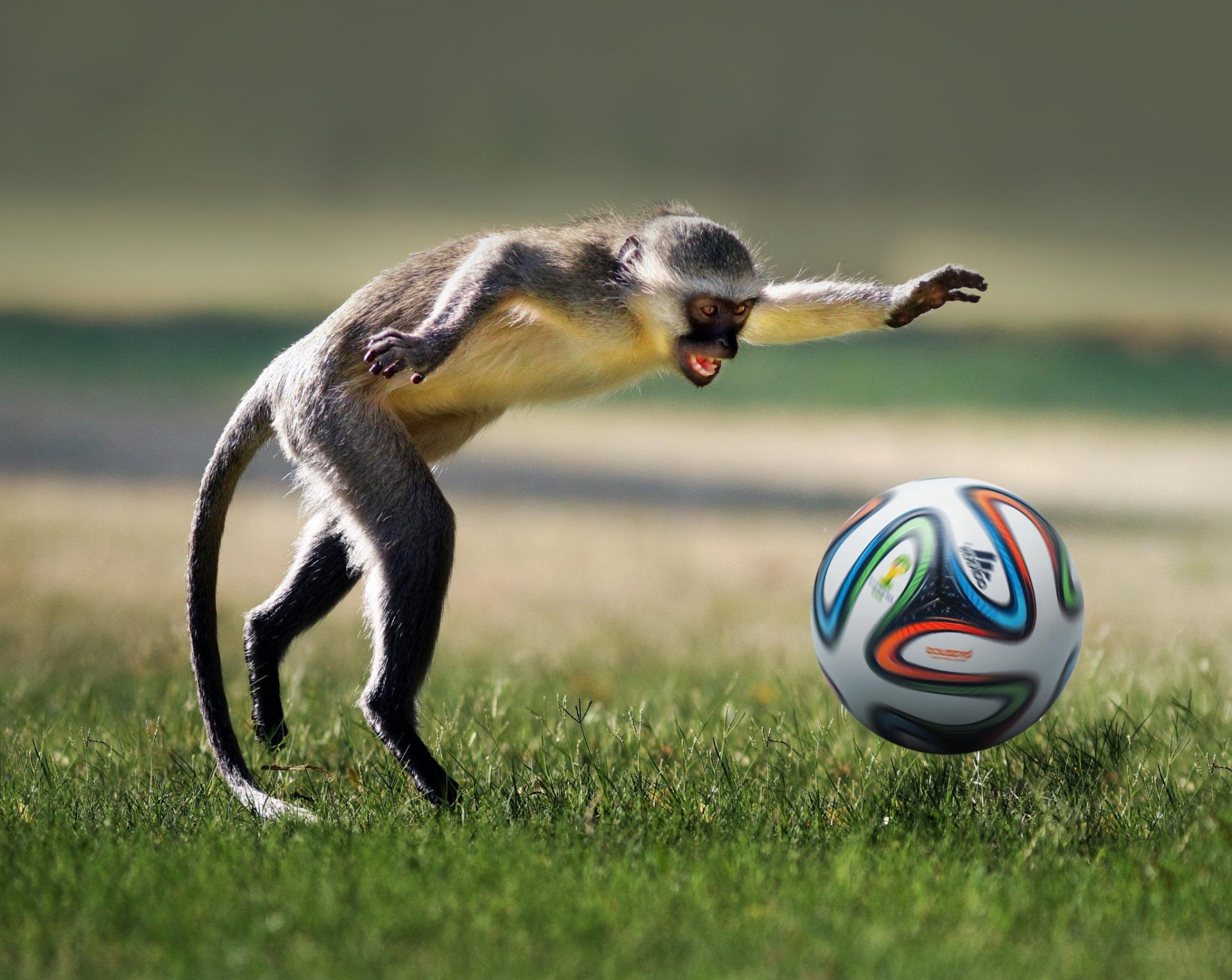 monkey ball soccer game animal ball playing