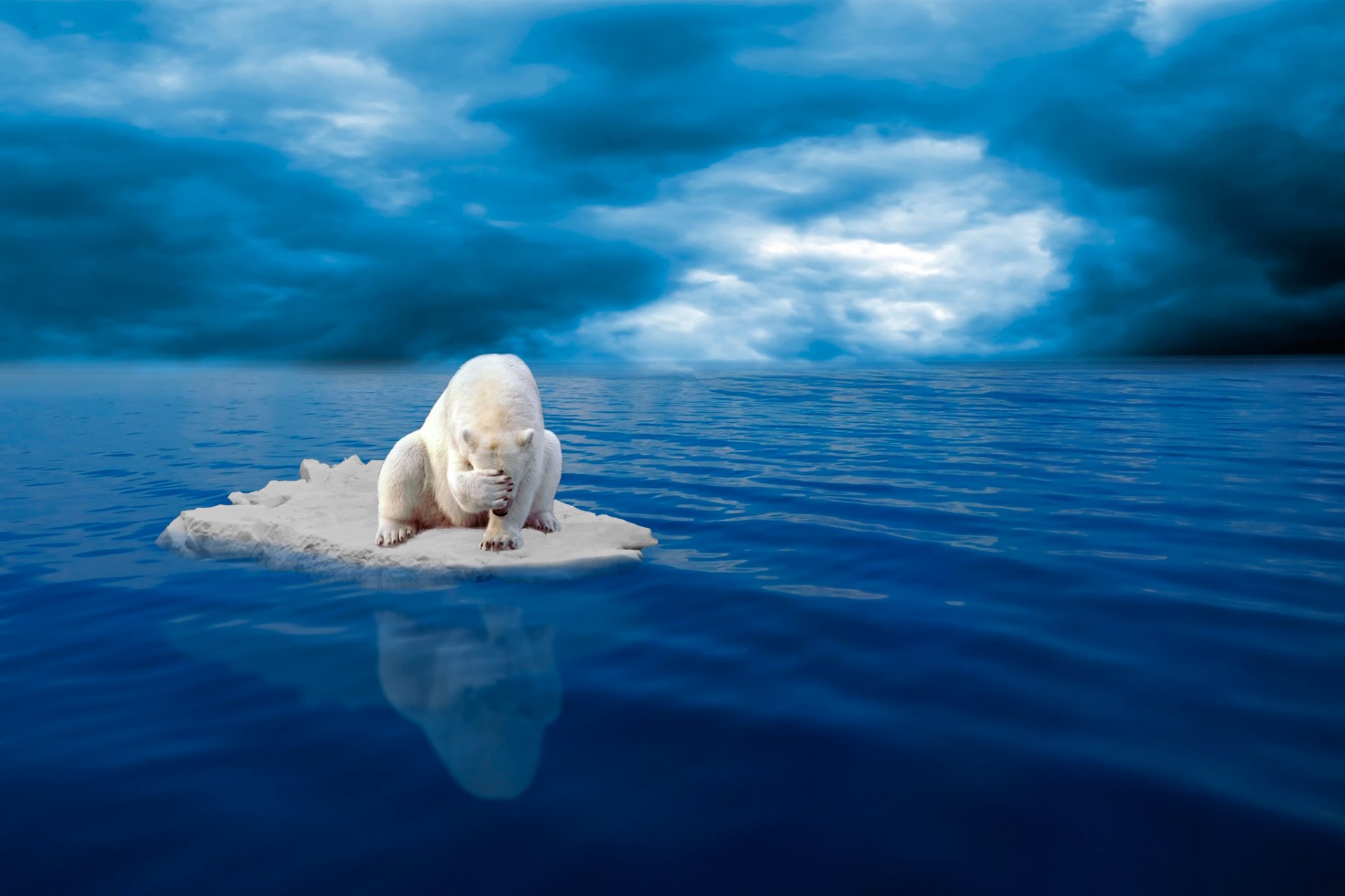 l ours blanc le льдина le désespoir