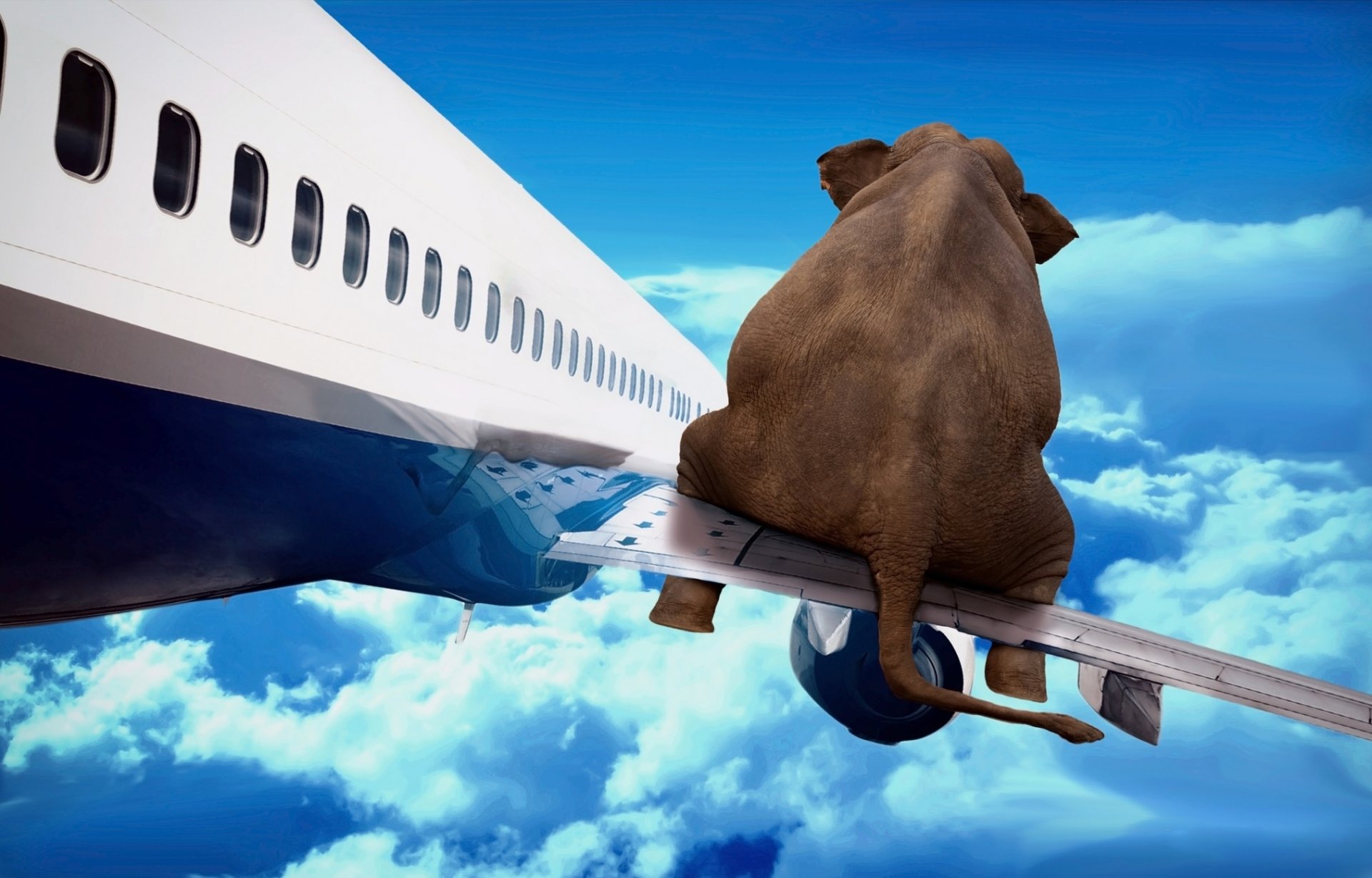 медведь на самолете картинки