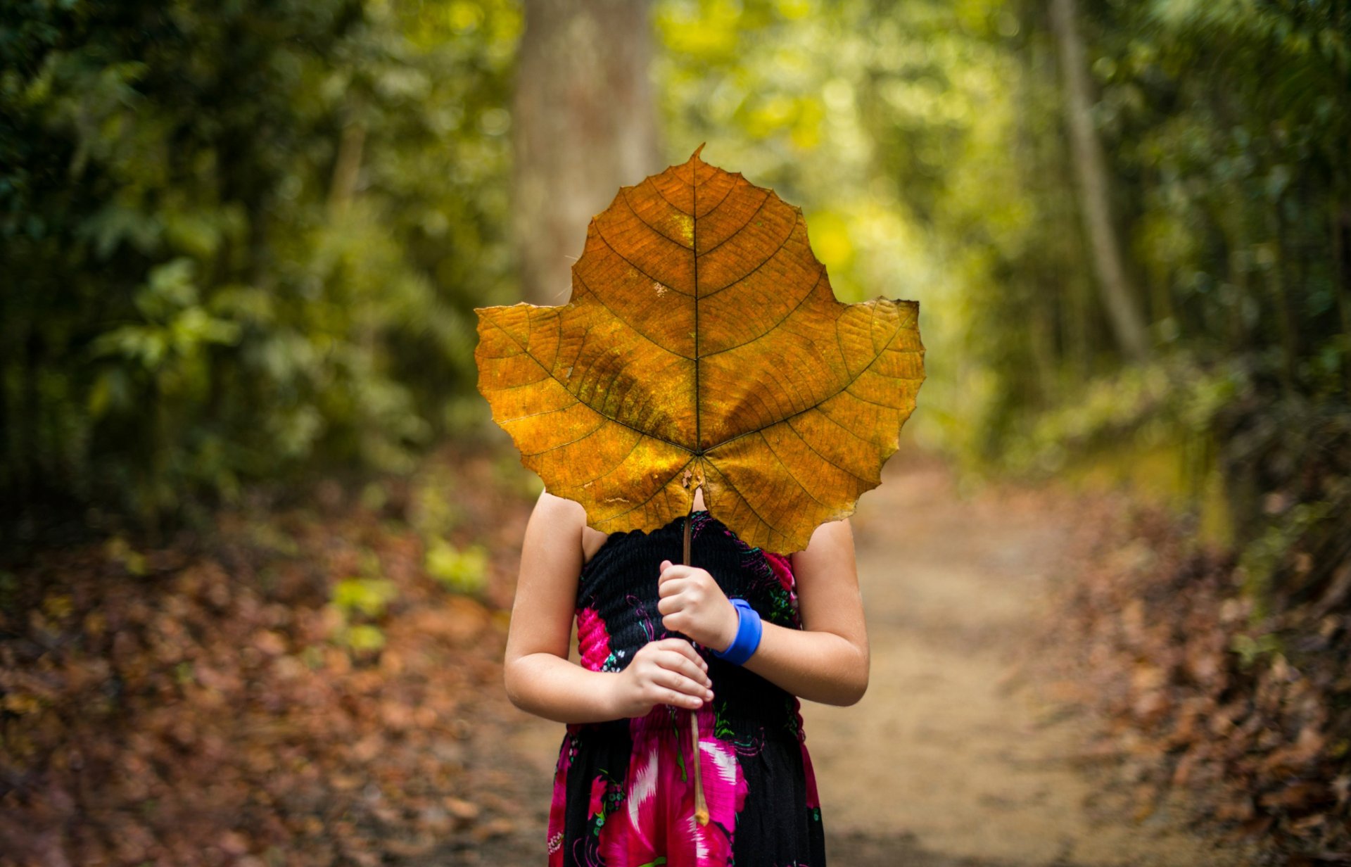 foresta ragazza foglia