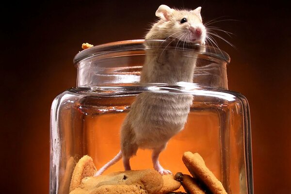 The mouse gets out of the cookie jar