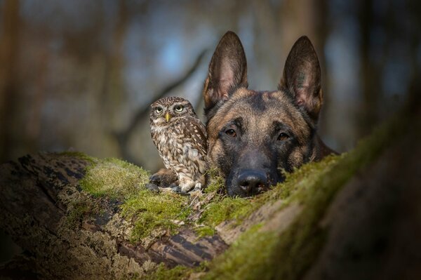 Perro y búho mejores amigos