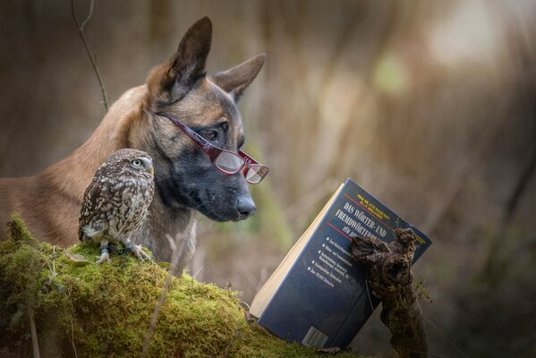 Sowa i pies czytają książkę