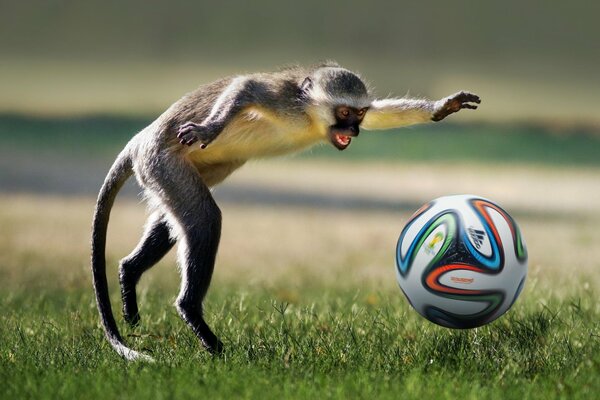 Les singes aussi jouent au football