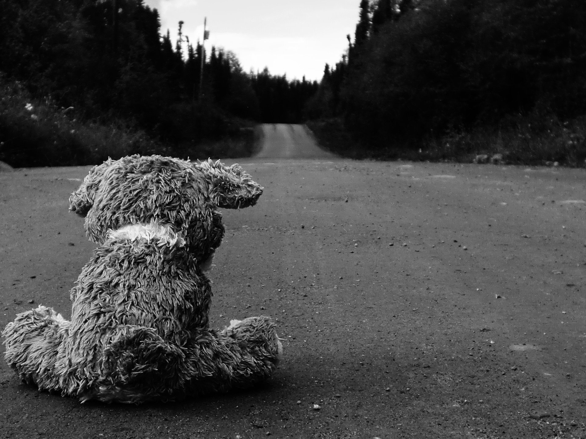 strada asfalto orsacchiotto orso varie carta da parati immagine immagine