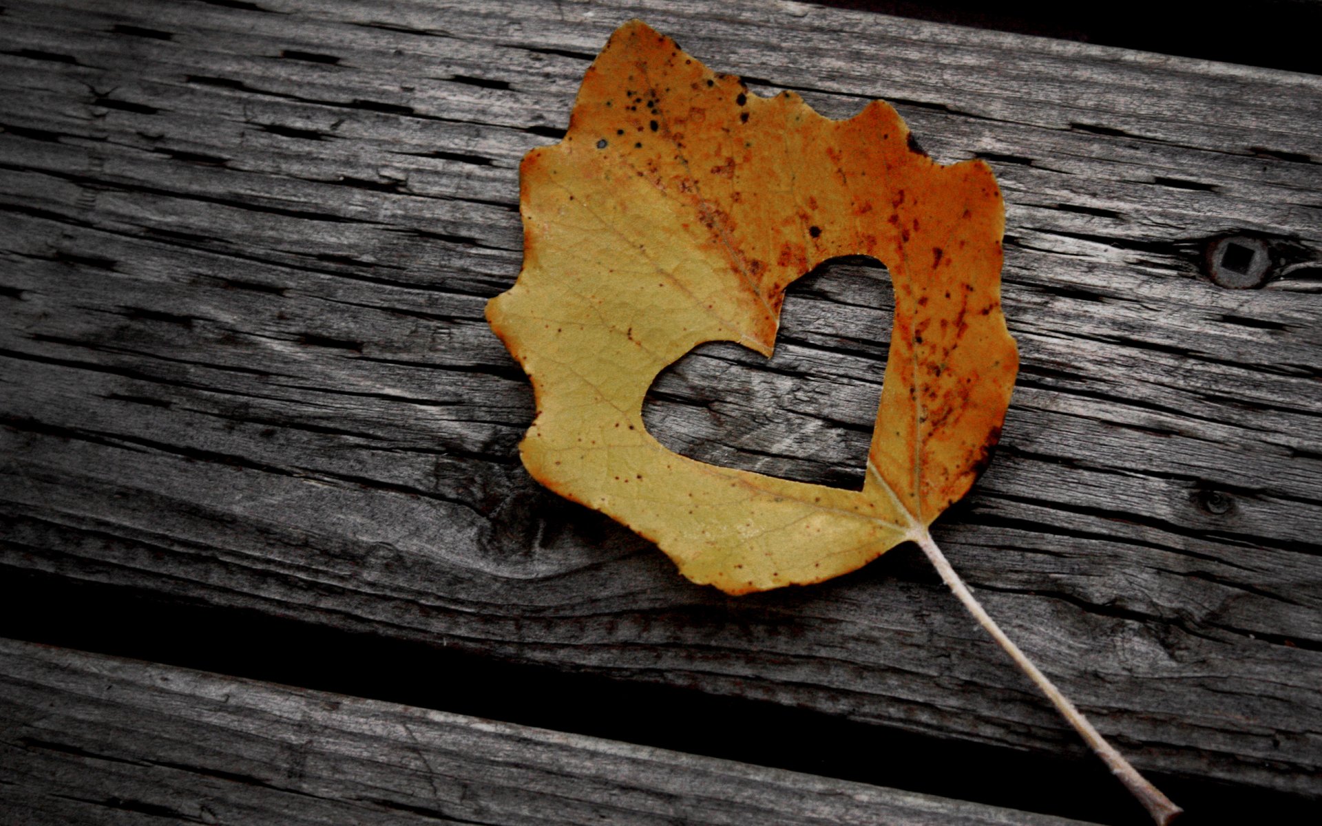 mood leaves leaf leaves leaf foliage heart hearts heart heart creative log log hemp wood wood nail nails screws bolts autumn