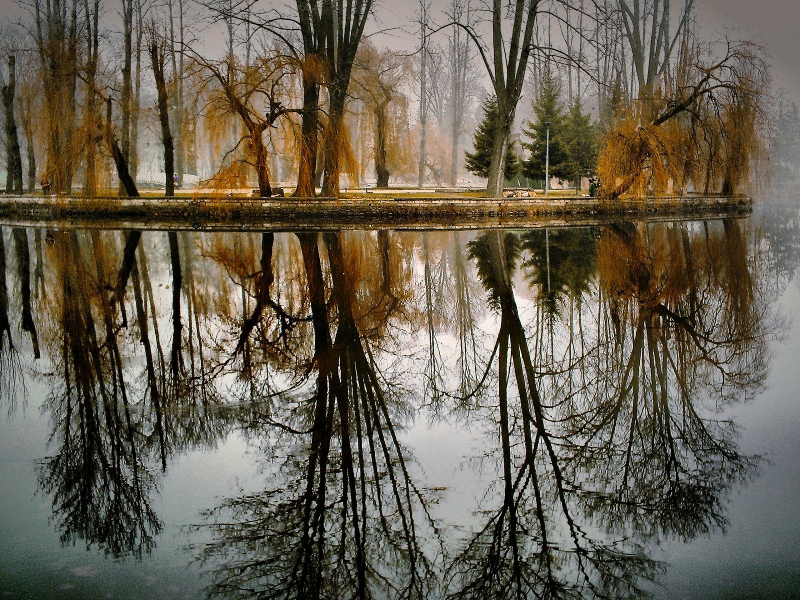 autumn tree lake